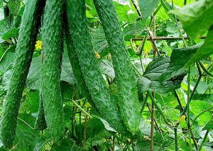 黄瓜农药爆料视频播放大全,视频爆料大全深度解析  第3张